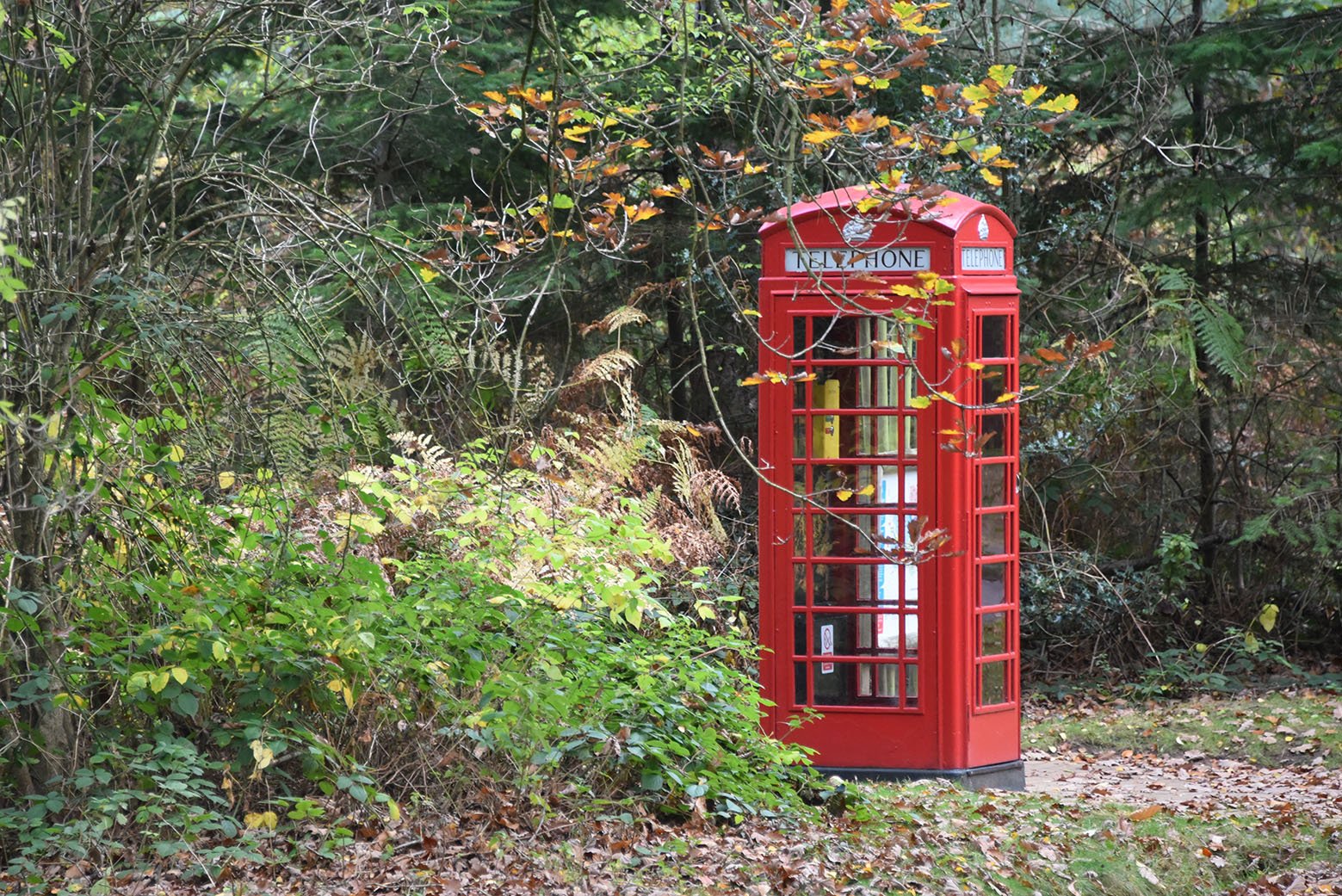 Sherwood Forest, UK - 17 Nov, 2021: Traditional British Red Public Telephone Box in a Nottinghamshire forest