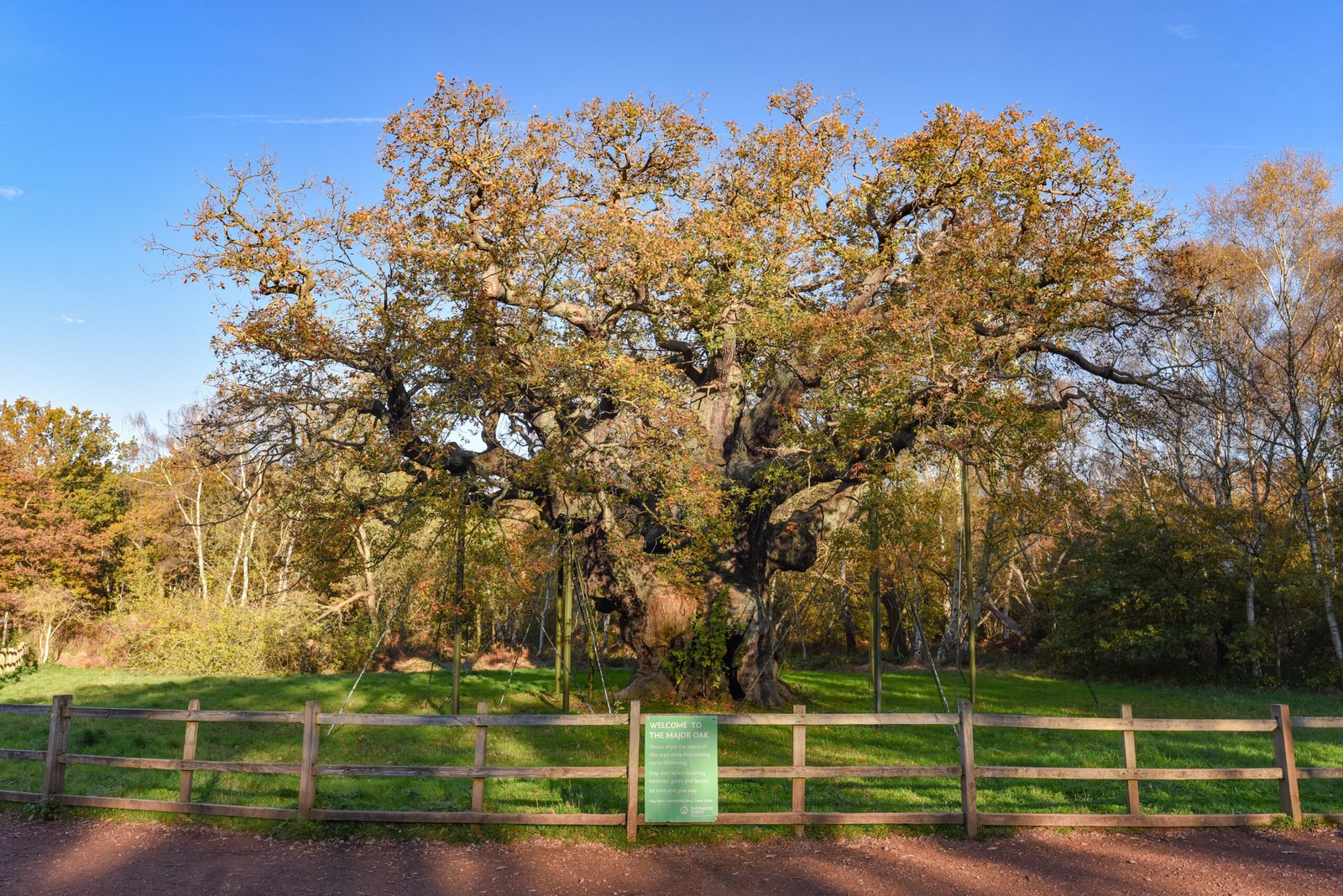 Sherwood Forest, UK - 20 Nov, 2021: Major Oak, an extremely large and historic oak tree in Sherwood Forest, Nottinghamshire, England